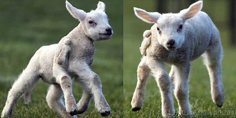 5 கால் அதிசய ஆட்டுக்குட்டி!