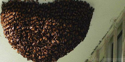 தேனியில் மிரட்டும் தேன்கூடு! அச்சத்தில் மக்கள்..