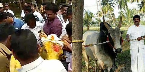 யாருக்கும் அடங்காத அமைச்சரின் ’கொம்பன்’ வாடிவாசலில் முட்டி உயிரிழப்பு