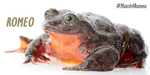 அரிய வகை தவளையை காக்க டேட்டிங் வெப்சைட்