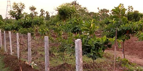 பாலைவனத்தை சோலைவனமாக்கிய கிராம மக்கள்!