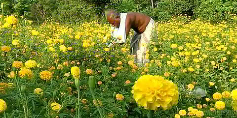 பூத்து சிரிக்கும் செவ்வந்திப் பூ: சிரிக்காத விவசாயிகள்..