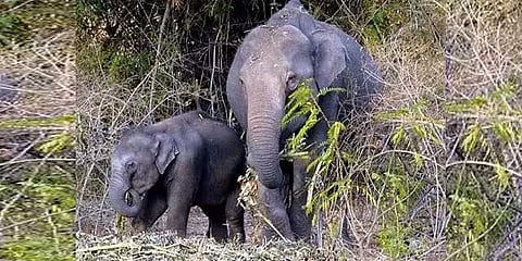 குட்டி யானையை காப்பாற்ற போராடும் தாய் யானை