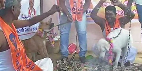 காதலர் தின எதிர்ப்பு: நாய்களுக்கு திருமணம் செய்த சக்தி சேனா!