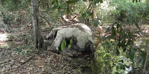 நுரையீரல் நோயால் உயிரிழந்த கர்ப்பிணி யானை!
