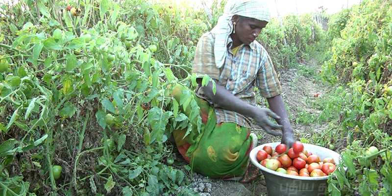 கிலோ 3 ரூபாய் தக்காளி: கவலையில் விவசாயிகள்