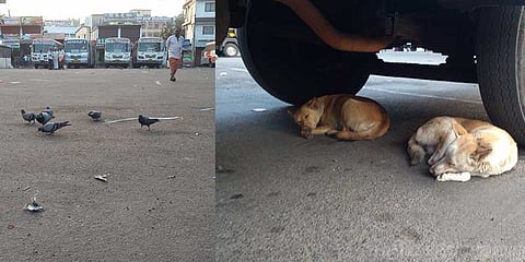 பரபரப்பான கேரளா பேருந்து நிலையத்தின் பரிதாப நிலை!