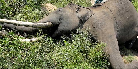 யானைகளின் உயிரை பறிக்கும் மின்வேலிகள் !