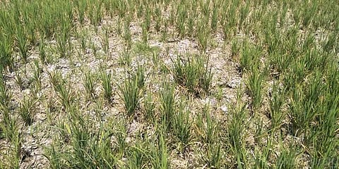 சமூக விரோதிகளின் அடாவடி செயலால் கருகும் நிலையில் நெற்பயிர்கள்..!