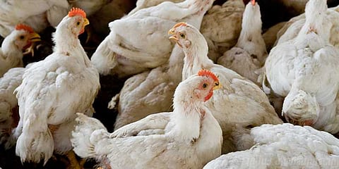 வீழ்ச்சியடைந்த கறிக்கோழி விலை: காரணம்!