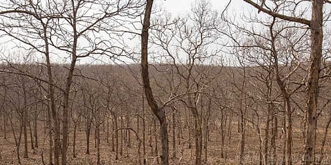 கோடைக்கு முன்பே தொடங்கிய வறட்சி: வன விலங்குகள் தவிப்பு