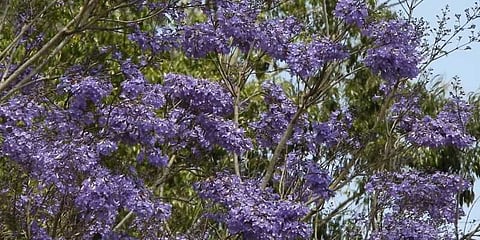 வசந்த காலத்தை வரவேற்க பூத்து குலுங்கும் நீலகிரி மலர்கள்...