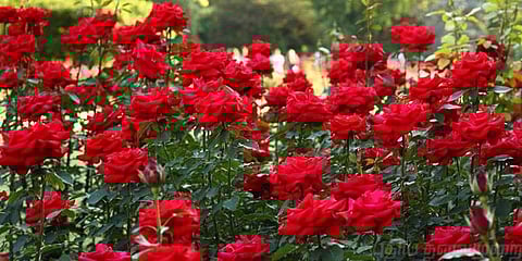 நீலகிரியில் பூத்து குலுங்கும் ரோஜா மலர்கள்