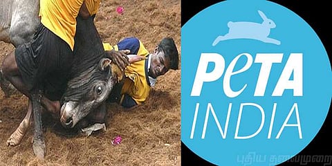 ஆதாரங்களுடன் ஜல்லிக்கட்டுக்கு மீண்டும் தடை கோரும் பீட்டா!