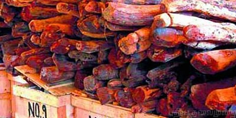 சீனாவுக்கு கடத்தப்படும் "சிவப்பு சந்தனம்" - ஒரு டன் ரூ.25 லட்சம்