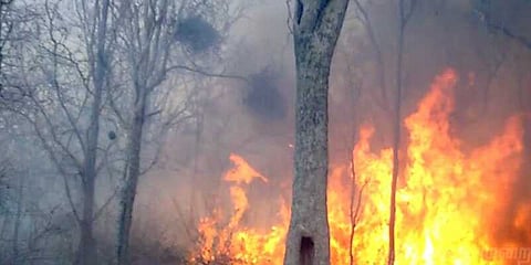 3-வது நாளாக கொழுந்து விட்டு எரியும் காட்டுத் தீ