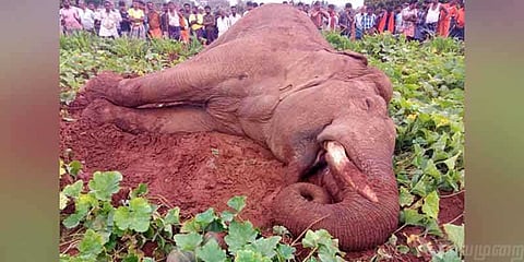 யானைகளுக்கு எமனாகும் வேலிகள் !