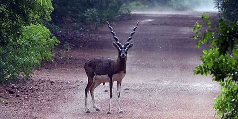 "பிசி"யான சென்னை மாநகரில் ஒரு காடு இருக்கு தெரியுமா ?