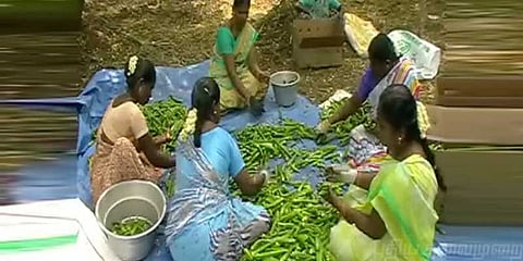 சிங்கப்பூருக்கு ஏற்றுமதியாகும் இயற்கை காய்கறிகள்!