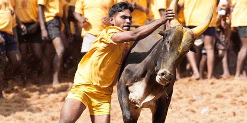 குடியிருப்பு பகுதிக்குள் நுழைந்த ஜல்லிக்கட்டு காளைகள்: கிராம மக்கள் அதிர்ச்சி