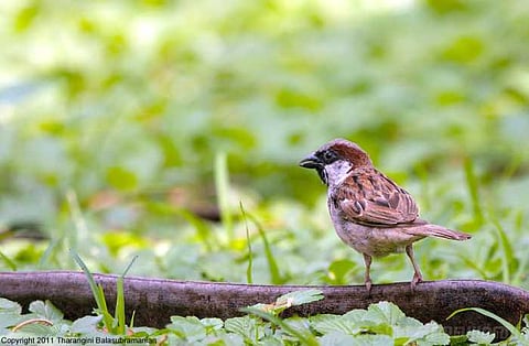 வீட்டுக்கு அழையுங்கள் சிட்டுக் குருவிகளை !