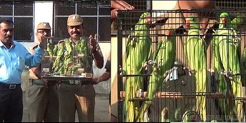 இணையதளத்தில் கிளி விற்ற திமுக பிரமுகர் மகன் கைது!