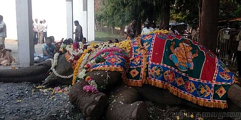 திருவண்ணாமலை கோயில் யானை "ருக்கு" உயிரிழந்தது