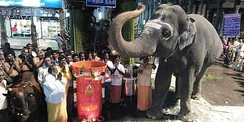 யானையின் தந்தத்தை அகற்ற பொது மக்கள் எதிர்ப்பு