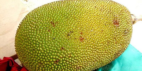 "பலாப்பழம்" கேரள மாநிலப் பழமானது