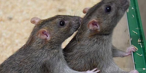 7 நாளில் 3.2 லட்சம் எலிகளை எப்படி ஒழித்தீர்கள்..?: பாஜக எம்எல்ஏ சரமாரி கேள்வி