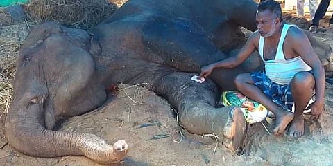 சுகவனேஸ்வரர் கோயில் யானைக்கு 'சுகமில்லை'