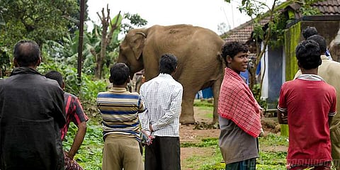 இட்லி மாவை ரசித்து ருசித்த யானை