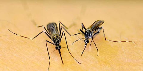 தூங்காத கொசுக்கள்... தூங்க முடியாமல் தவிக்கும் சென்னைவாசிகள்..!