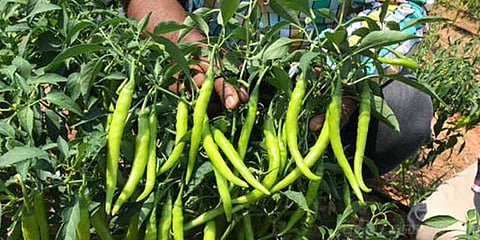 ‘ஓ நீதான் அந்த மிளகாய் திருடனா’ பதுங்கிப் பிடித்த விவசாயி!