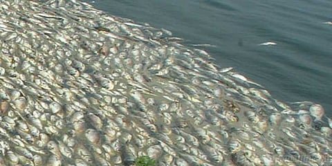 மூன்று கிலோமீட்டர் தூரத்திற்கு செத்து மிதக்கும் மீன்கள்!