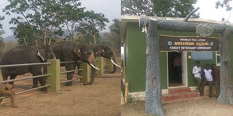 முதுமலையில் கால்நடை மருத்துவர் இல்லாததால் அவதி