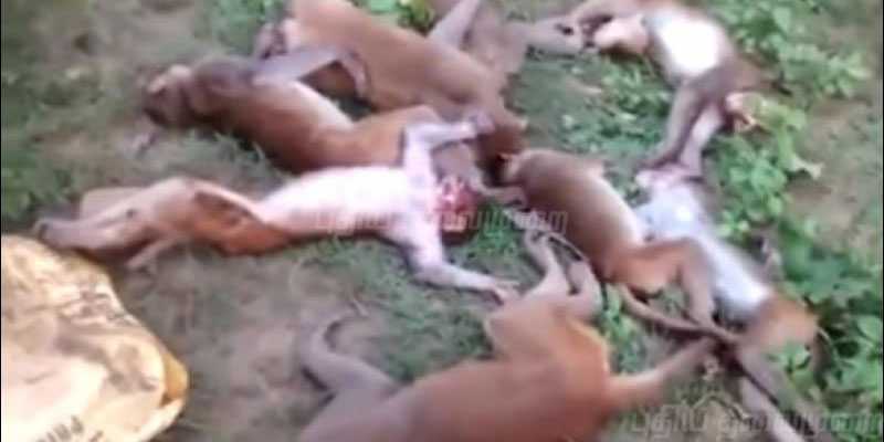 மர்மமாக இறந்த குரங்குக் கூட்டம்: அதிர்ச்சியில் கிராம மக்கள்!