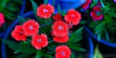 சுற்றுலாவாசிகளை ஈர்க்கும் தேக்கடி மலர் கண்காட்சி