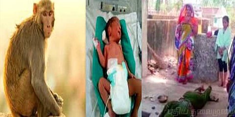 குரங்கால் நேர்ந்த கொடுமை.. பிஞ்சுக் குழந்தை பலி!