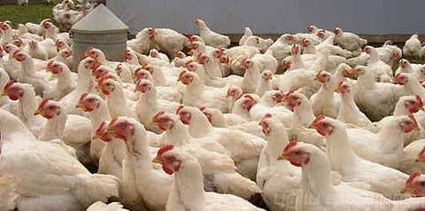 விடுமுறைகளின் எதிரொலி: கறிக்கோழி விலை உயர்வு!