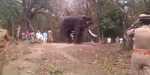 கும்கி யானைகளுக்கு ட்ரான்ஸ்பர்