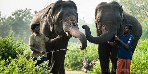 வண்டலூர் பூங்கா யானைகள் அதிரடியாக இட மாற்றம்