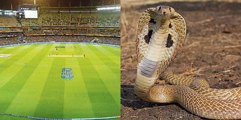 சேப்பாக்கம் மைதானத்திற்குள் பாம்புகள் விடப்படலாம்: வேல்முருகன் எச்சரிக்கை