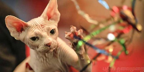 ருமேனியாவில் நடைபெற்ற பூனைத்திருவிழா