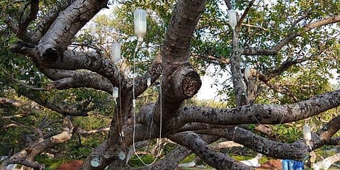 700 ஆண்டுகள் பழமையான ஆலமரத்திற்கு ஆபத்து: மீட்டெடுக்க சிகிச்சை