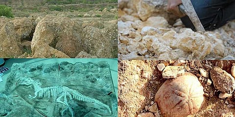 புவியியல் ஆராய்ச்சியாளர்களின் சொர்க்கபுரி அரியலூர்: தோண்டத் தோண்ட கிடைக்கும் கடல்வாழ் படிமங்கள்