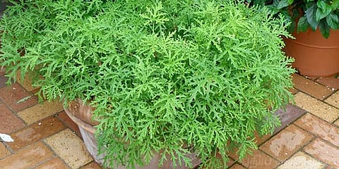 கொசு விரட்ட செடி வாங்குனது ஒரு குத்தமா !