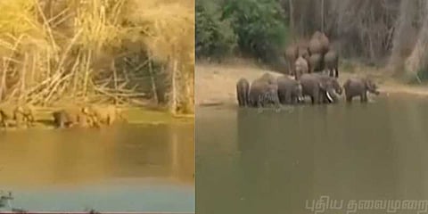 ஏரியில் யானைகள் ஆனந்தக்குளியல்: ஆபத்தை உணராமல் குவிந்த பொதுமக்கள்