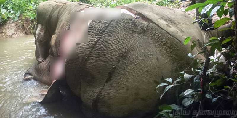 தந்தம் மட்டுமல்ல, தோலுக்காகவும் கொல்லப்படும் யானைகள்!