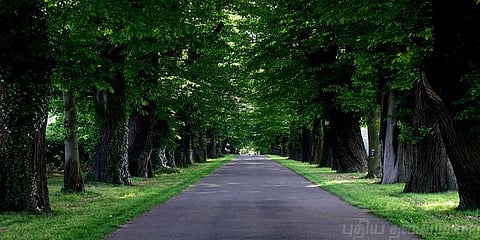 மரக் கன்றுகளை நட்டு ! பழமையை காக்க இளைஞர்கள் முயற்சி